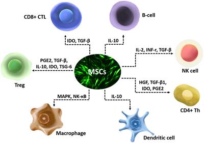 Mesenchymal stem cells for regenerative medicine in central nervous system